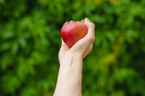 Vegetarians and fresh fruit and vegetables on the nature of the theme: human hand holding a red apple on a background of green grass - 写真・画像