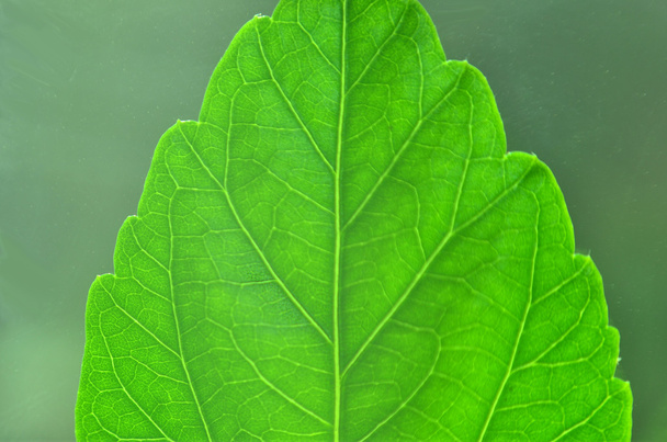 yeşil yaprak largly - Fotoğraf, Görsel