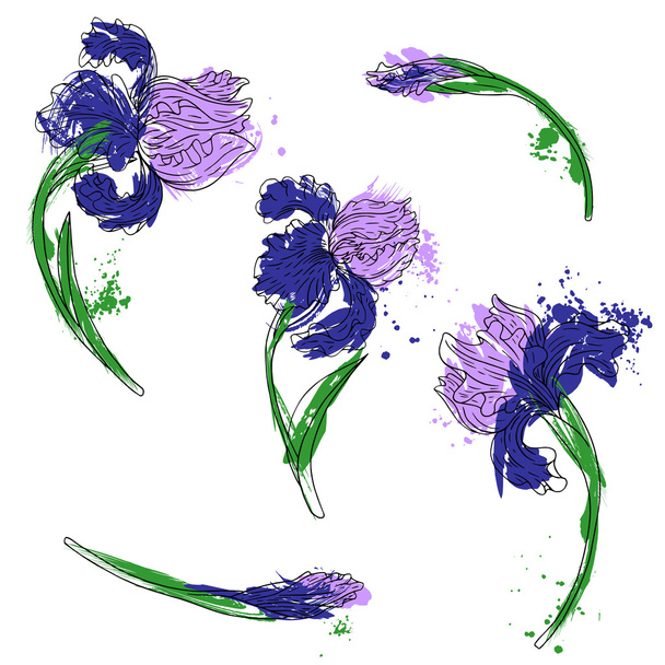 vector set of irises - Διάνυσμα, εικόνα