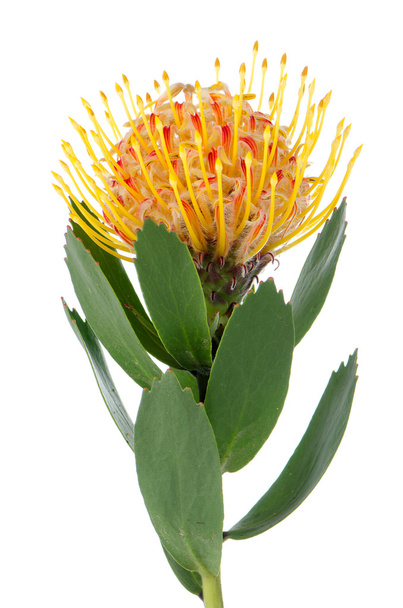 Pincushion Protea - Zdjęcie, obraz