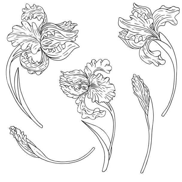 vector set of irises - Vector, Image