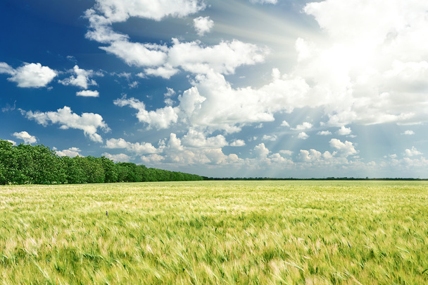 Весенний пейзаж, зеленое поле и голубое облачное небо
 - Фото, изображение