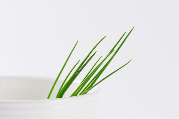 fresh chives leaves - Photo, Image