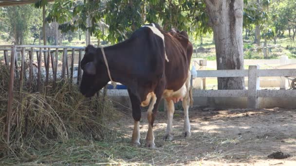 cow eating hay in the cowshed. - Materiaali, video