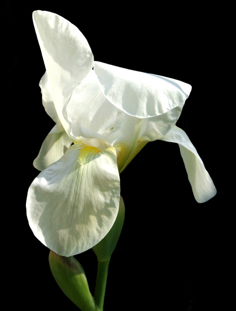Iris blanc - Isolé
 - Photo, image