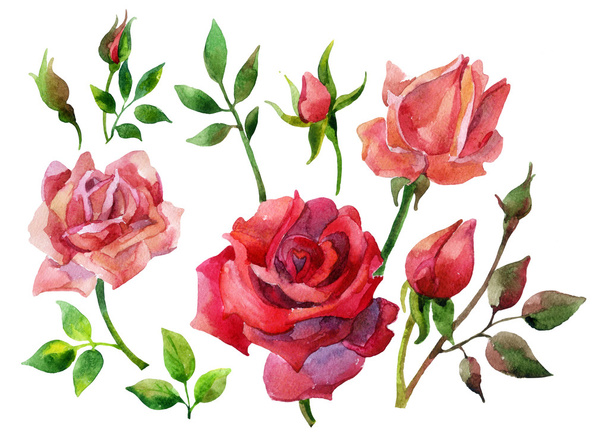 Σύνολο απομονωμένων στοιχείων της κόκκινα τριαντάφυλλα - Φωτογραφία, εικόνα