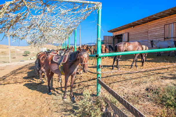 Güzel atlar ile ranch - Fotoğraf, Görsel