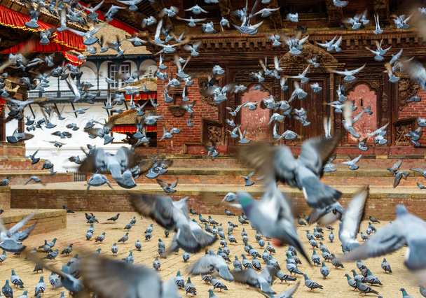 カトマンズのダルバール広場で離陸ハト - 写真・画像