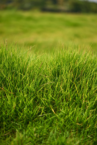 Fresh grass, green meadow. - Foto, Bild