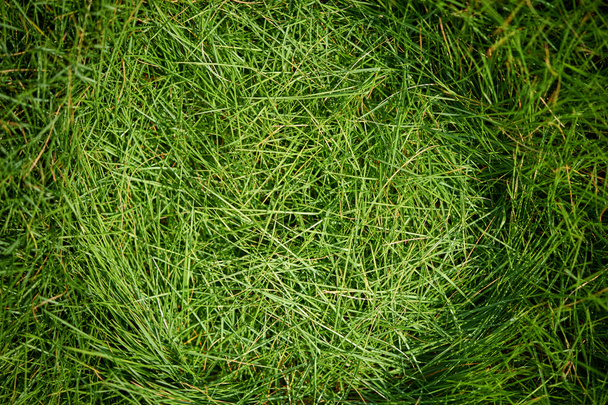 Background from a green grass - Foto, Bild