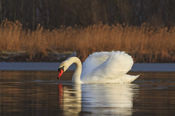 Fehér madár, a tó, egy napsütéses napon - Fotó, kép
