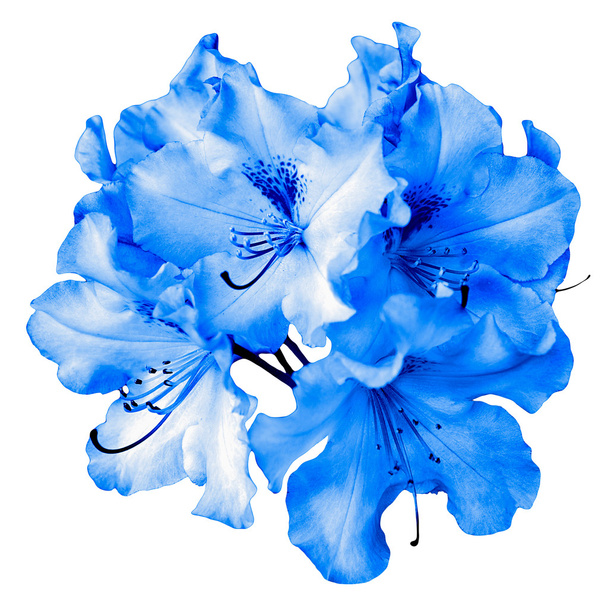 Bush de fleurs de pélargonium bleu naturel isolé sur blanc
 - Photo, image