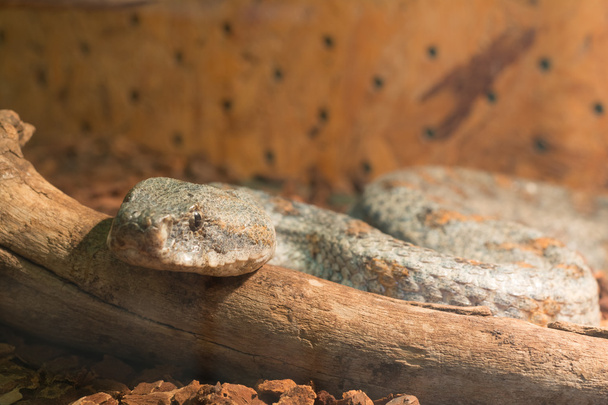 Змія у тераріумі - Levantine viper - Фото, зображення