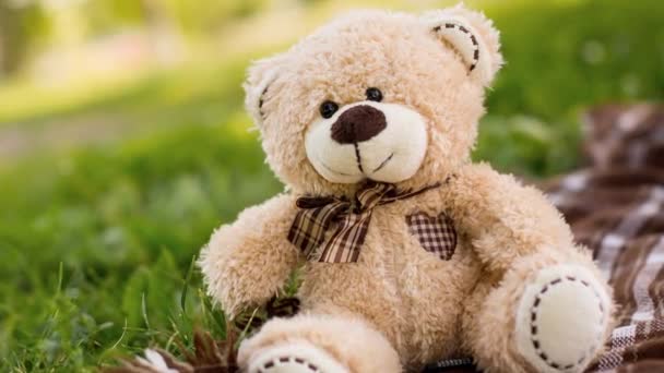 Teddybär auf dem grünen Gras - Filmmaterial, Video
