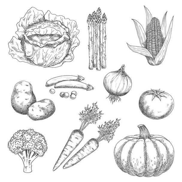 Ripe farm vegetables engraving sketches - Vektor, Bild
