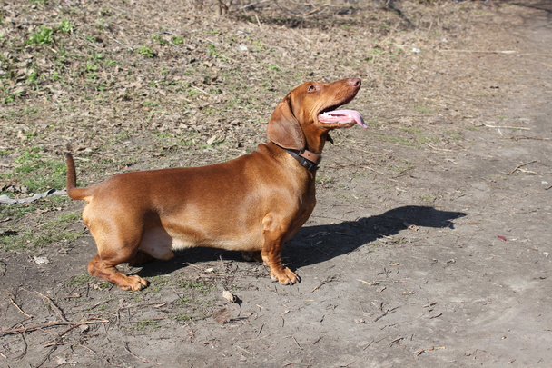 Race canine Dachshund
 - Photo, image