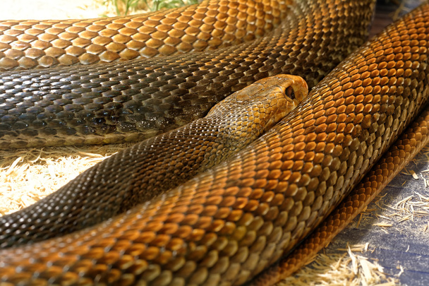 Змія в тераріумі - прибережний Тайпан
 - Фото, зображення