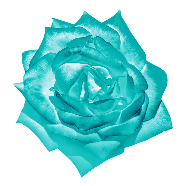 Tyrkysové úhrady růže květ makro izolované na bílém - Fotografie, Obrázek