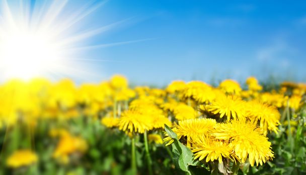 Field of spring flowers dandelions and perfect sunny day - Photo, Image