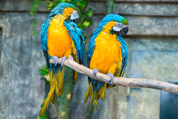 retrato de um belo par de papagaios em um galho de árvore
 - Foto, Imagem