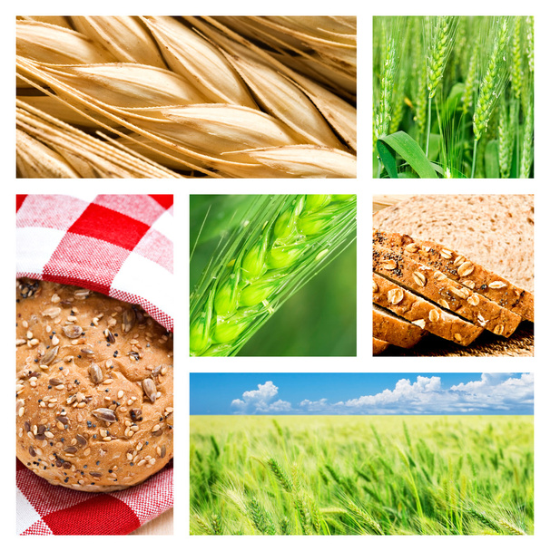Collage of wheat and wheat products - Photo, Image