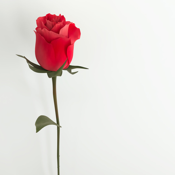 Single roses on the white wall - Foto, immagini