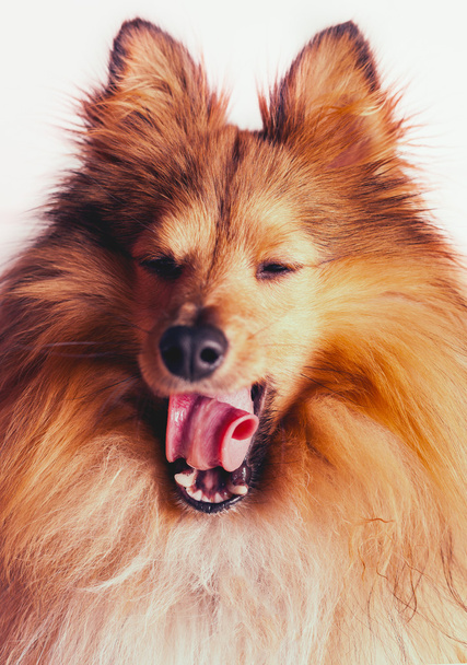 unavený mladých shelty pes - Fotografie, Obrázek