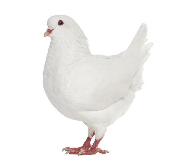 White King pigeon isolated on white - Foto, Imagen