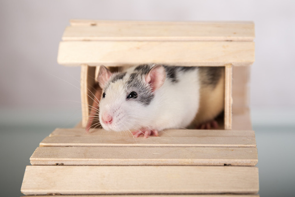 junge Ratte in einem Holzhaus - Foto, Bild