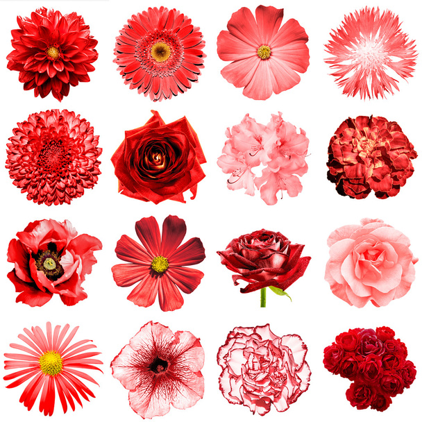 Meng collage van natuurlijke en surrealistische rode bloemen 16 in 1: peony, dahlia, primula, aster, daisy, rose, gerbera, kruidnagel, chrysant, Korenbloem, vlas, pelargonium geïsoleerd op wit - Foto, afbeelding
