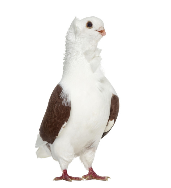 Old German Owl Pigeon isolated on white - Valokuva, kuva