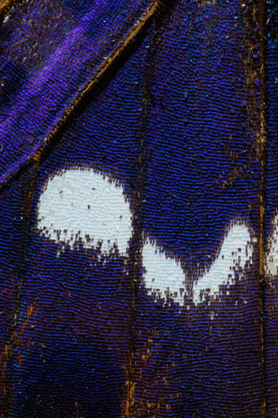 Batolec duhový, Apatura iris motýlí křídlo vzor - Fotografie, Obrázek