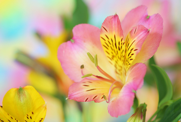 Flor de alstroemeria rosa
 - Foto, Imagem