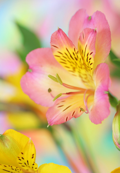 アルストロメリアの花 - 写真・画像