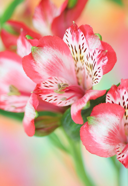 赤いアルストロメリアの花 - 写真・画像