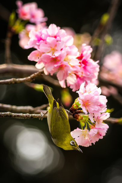 A japanese white-eye bird in Cherry blossoms - Photo, Image