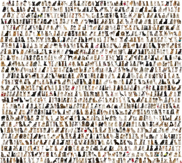 Grand groupe de races de chiens devant un fond blanc
 - Photo, image