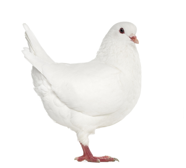 Pombo-rei-branco isolado sobre branco
 - Foto, Imagem