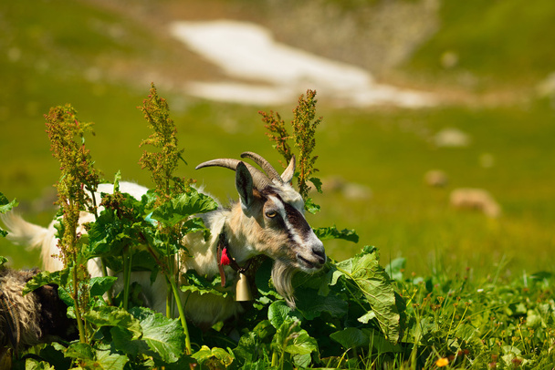 Karpat Dağları hayvanlarda - Fotoğraf, Görsel