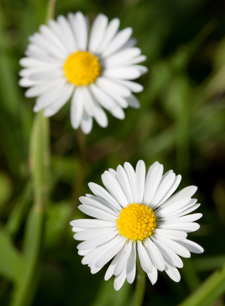 Two daisy flowers - Fotoğraf, Görsel