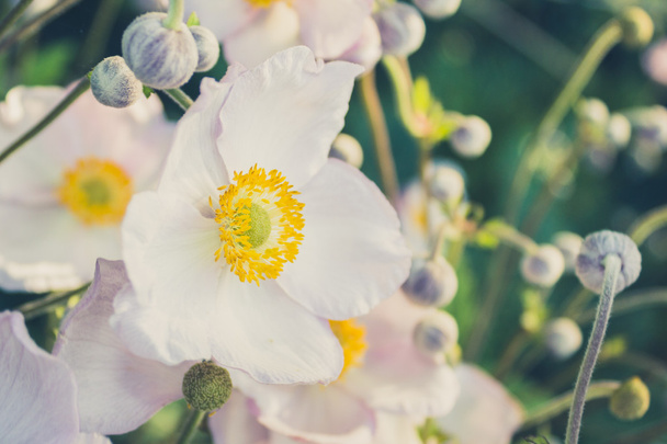 Anemon biały kwiat na łące - vintage wygląd - Zdjęcie, obraz