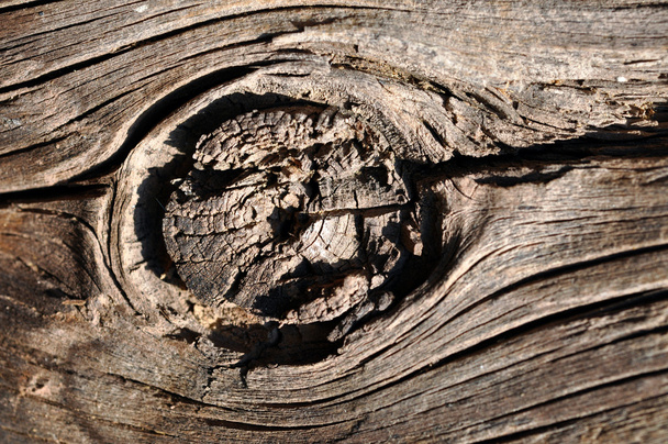 Old wooden background with knot - Photo, image