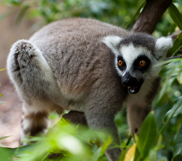 Lemur - Photo, Image