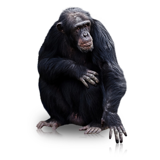 gorila izolovaných na bílém pozadí - Fotografie, Obrázek