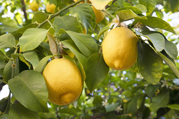 Ripe lemons on a tree - Photo, Image