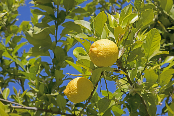Delicious ripe juicy lemons on the tree - Photo, Image