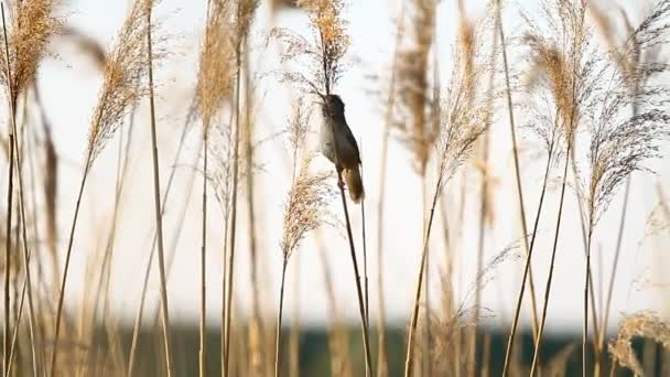 Tavaszi madarak éneke - Felvétel, videó