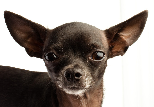Chihuahua head - Фото, зображення