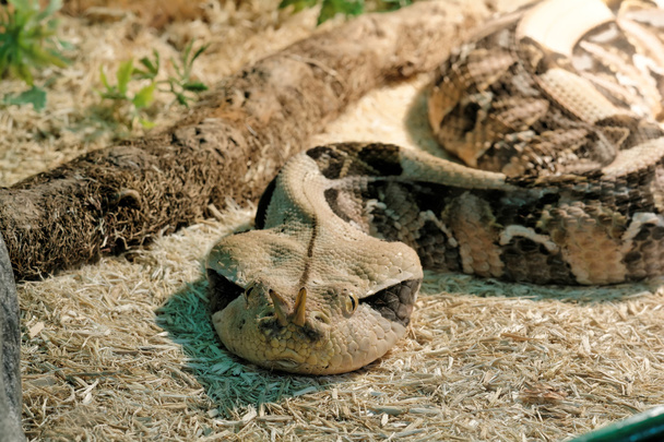 Had v teráriu - Gaboon viper - Fotografie, Obrázek