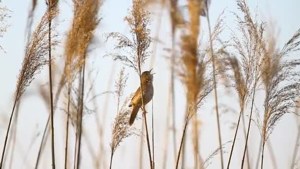 Niezwykłe ptaki śpiewające wiosna - Materiał filmowy, wideo